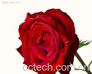 果蔬百科玫瑰花-0