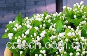 果蔬百科茉莉花的养殖方法-0