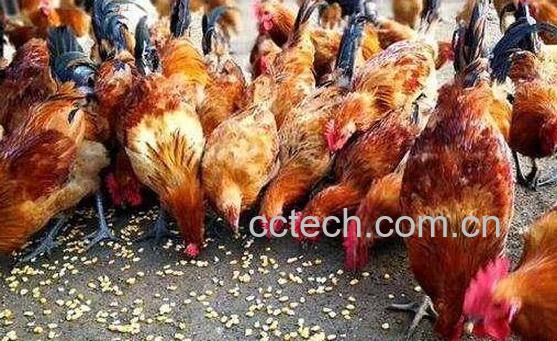 蜂蜜喂鸡的功效与作用-0