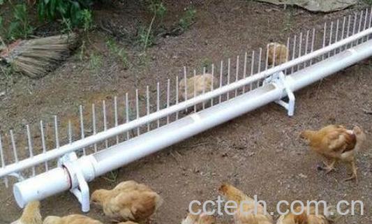 蜂蜜喂鸡的功效与作用-1