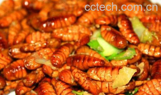 蚕蛹的营养价值与食用功效-0