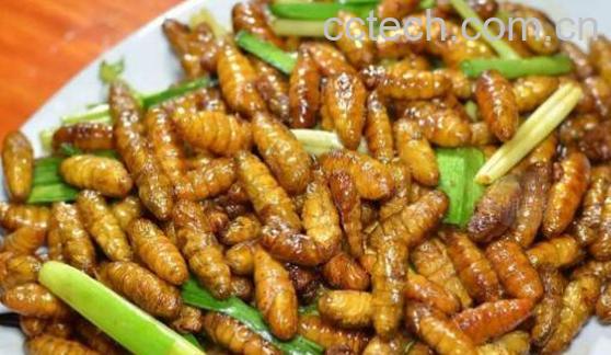 男性吃蚕蛹的好处-0