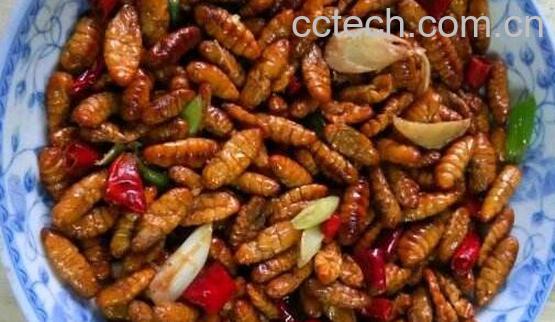 金丝蛹和蚕蛹的区别 吃金丝蛹的好处-0