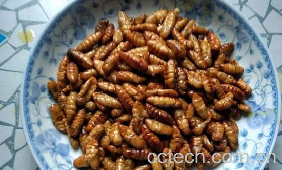 金丝蛹和蚕蛹的区别 吃金丝蛹的好处-1