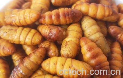 金丝蛹怎么做好吃 金丝蛹的食用方法-1