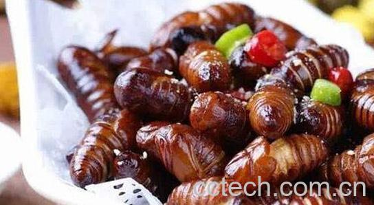 女性吃蚕蛹好处与坏处-0