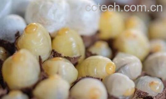 女性经常吃蜂王胎的害处-0