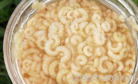 女性经常吃蜂王胎的害处-1