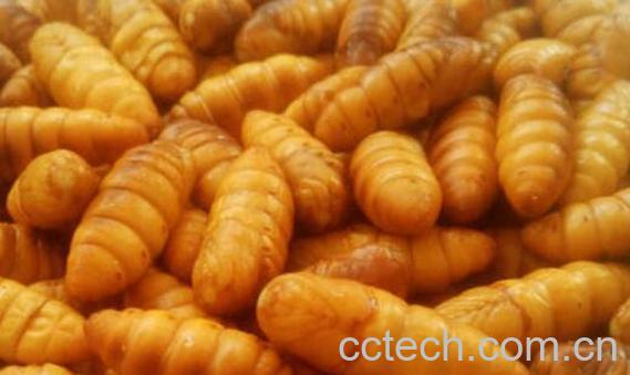 金丝蛹的营养价值和禁忌 什么人不能吃金丝蛹-0