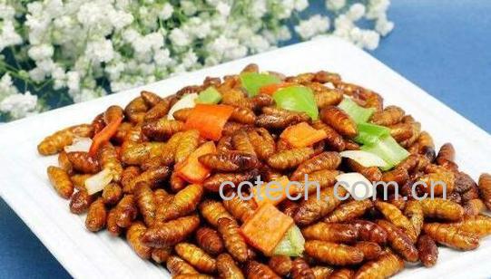 金丝蛹的功效与作用 金丝蛹的食用禁忌-0