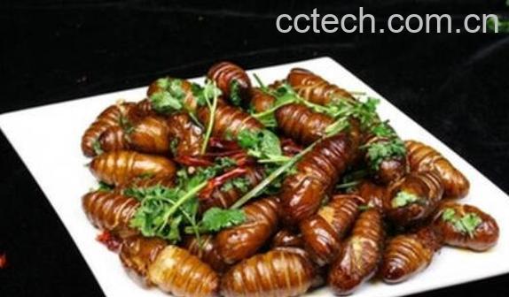 金丝蛹的功效与作用 金丝蛹的食用禁忌-1