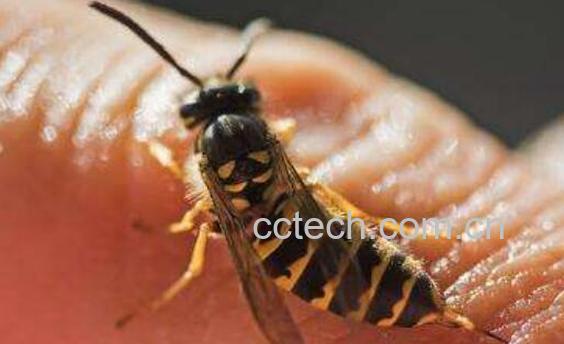 被蜜蜂蛰了怎么处理 蜜蜂蛰了怎么办-1