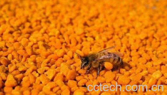 安吉白茶花粉的功效与禁忌-0