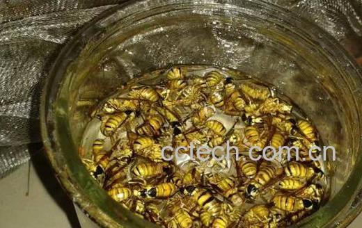 黑地蜂泡酒功效与作用-0