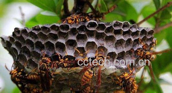 干蜜蜂的功效与作用-0