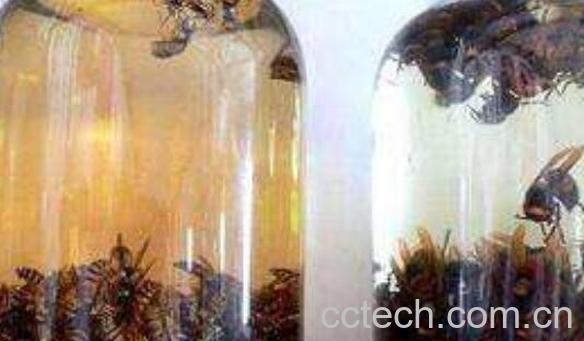 黑地蜂泡酒功效与作用-1