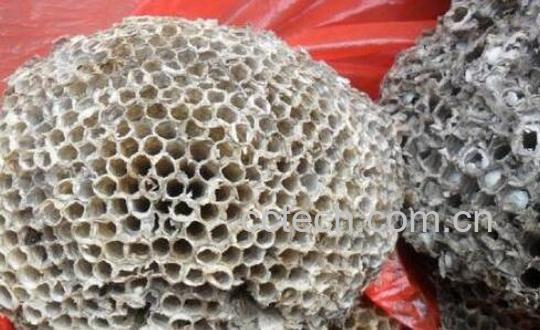 干蜜蜂的功效与作用-1