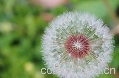 网苞蒲公英图片，功效-0