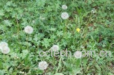 网苞蒲公英图片，功效-1