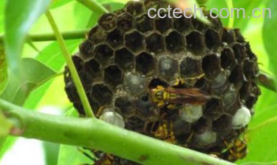 马蜂窝怎么处理才能吃 马蜂窝怎么吃才没有毒-0