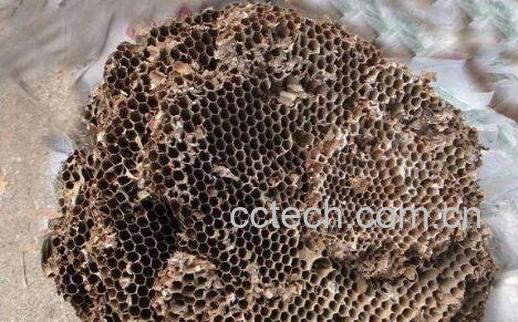 干马蜂窝的食用方法禁忌-1