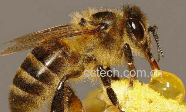 蜜蜂怎样酿蜜 蜜蜂为什么要酿蜜-0