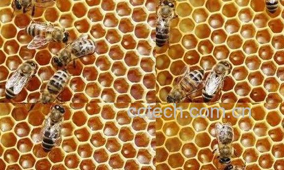 蜜蜂怎样酿蜜 蜜蜂为什么要酿蜜-1