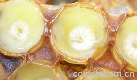 蜂乳球蛋白的功效与作用-1