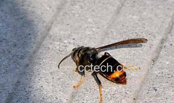 墨胸胡蜂泡酒有什么作用 墨胸胡蜂真的能蛰死人吗-0