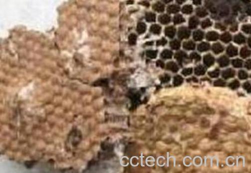 炙蜂房与蜂房的区别 蜂房的功效与作用-1