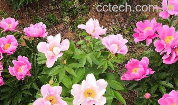 芍药花粉的功效与作用 芍药花粉能吃吗-0