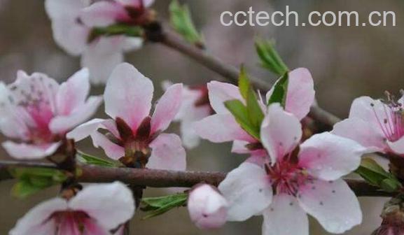 桃花粉的功效与作用 桃花粉喝后的副作用-1