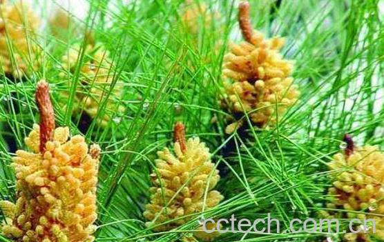 松花粉的副作用与禁忌 常吃松花粉有什么害处-0