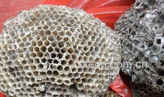 露蜂房如何泡酒 露蜂房泡酒的功效与作用-1