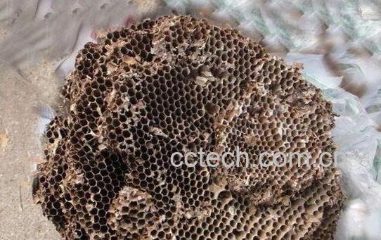 野生马蜂窝的吃法 野生马蜂窝的作用-0