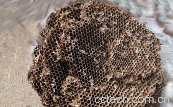 干蜂窝怎么吃 干蜂窝的食用方法-1