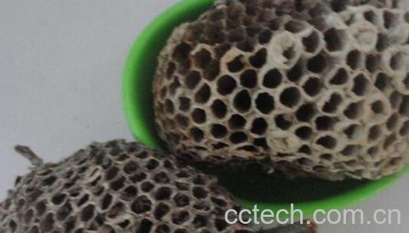 露蜂房与蜂巢的区别 露蜂房的功效-1