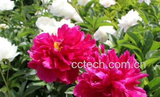 芍药蜂蜜是热性还是凉性 哪些人不能喝芍药蜂蜜-0