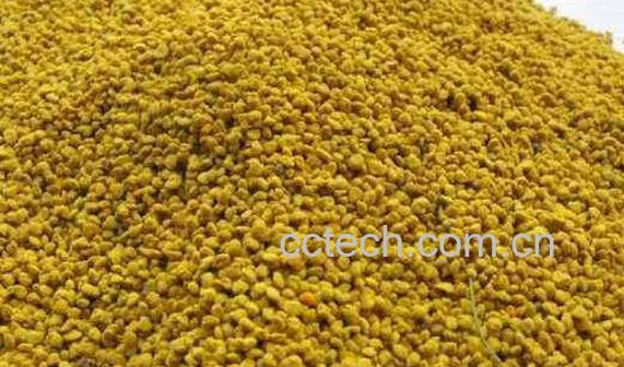 油菜花粉怎么吃效果好 油菜花粉的食用方法教程-1