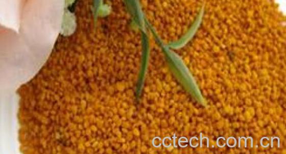 五味子花粉的功效与作用及禁忌-0