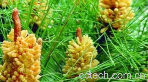 云南松花粉的功效与作用-0