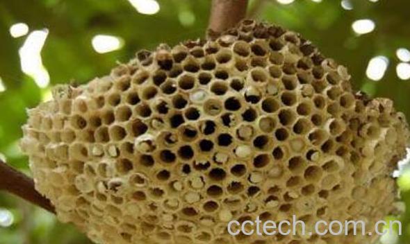 露蜂房的功效与作用 露蜂房的禁忌-0