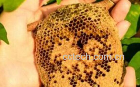 露蜂房的功效与作用 露蜂房的禁忌-1