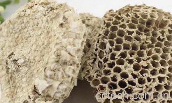 露蜂房和蜂房的区别 露蜂房的药用价值-1