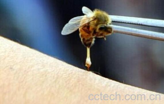 蜜蜂蛰了怎么消肿止痛 蜜蜂蛰消肿的最快方法-0