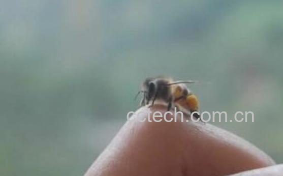 蜜蜂蛰了怎么消肿止痛 蜜蜂蛰消肿的最快方法-1