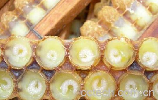 蜂王浆的副作用 蜂王浆不适合哪些人吃-0