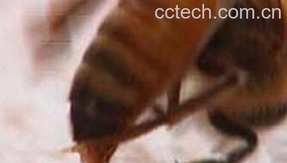 蜂毒的作用及功效-1