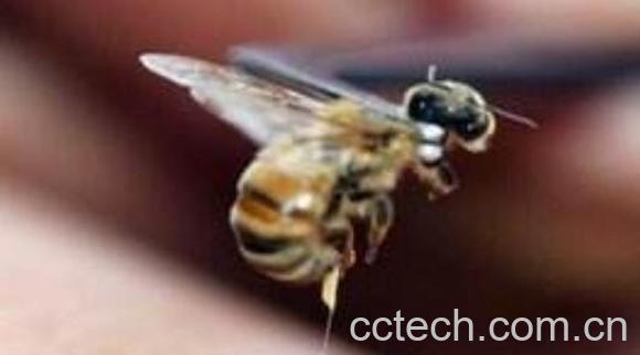 蜂毒的作用及功效-0