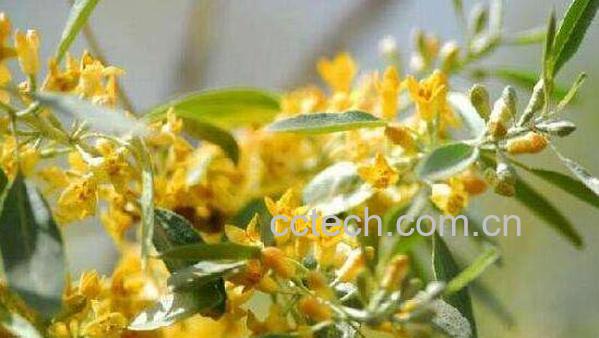 沙枣花蜂蜜的作用与功效-0